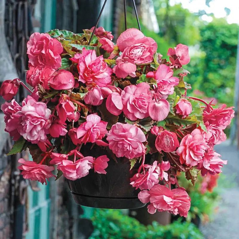 Begonias Hold Their Own Through Summer