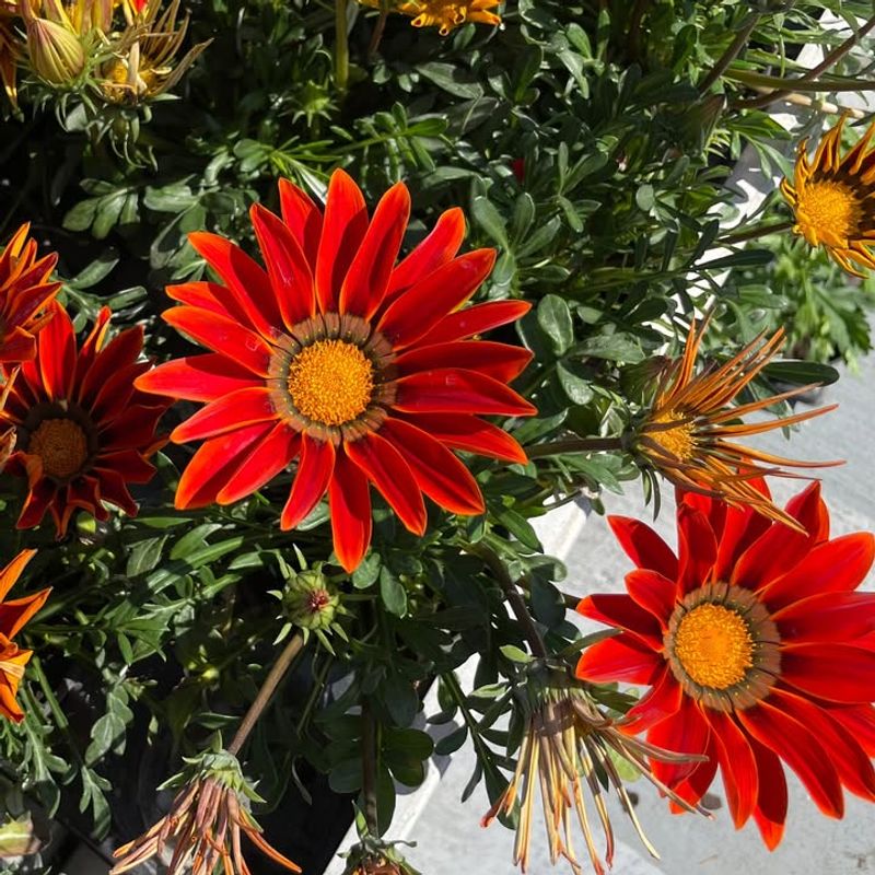 Gazania Opens In Sun And Tolerates Dry Container Soil