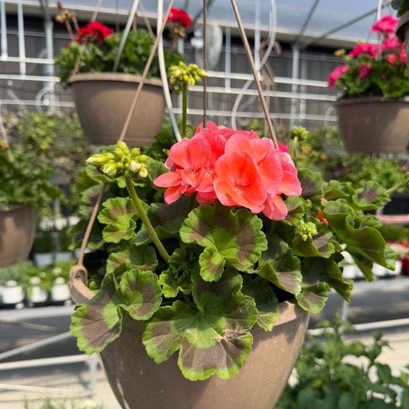 Geraniums Perform Well In Bright Sunlight