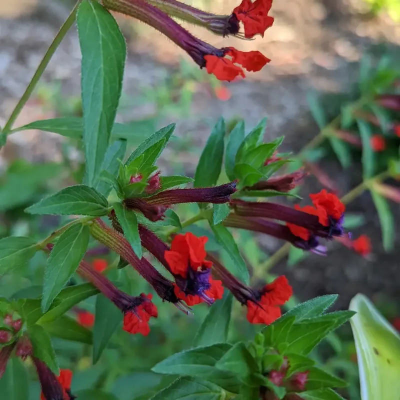 Cuphea That Brings Constant Summer Energy