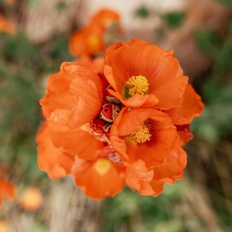 Globemallow That Thrives In Dry Heat