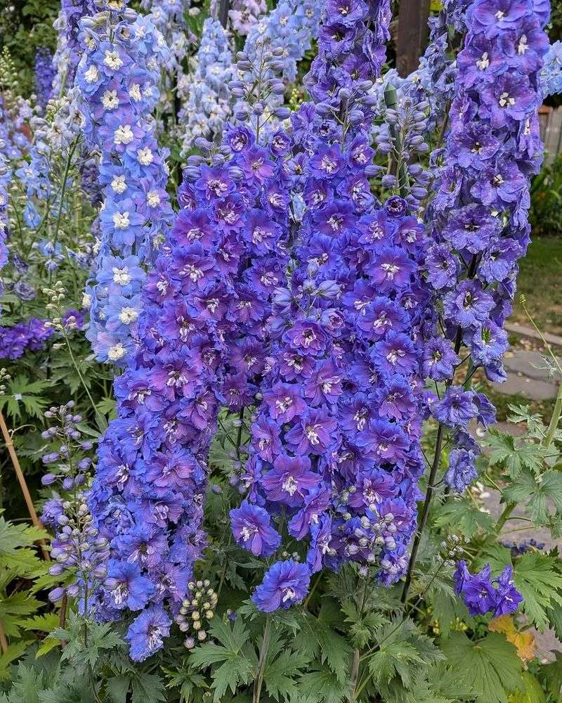 Delphinium