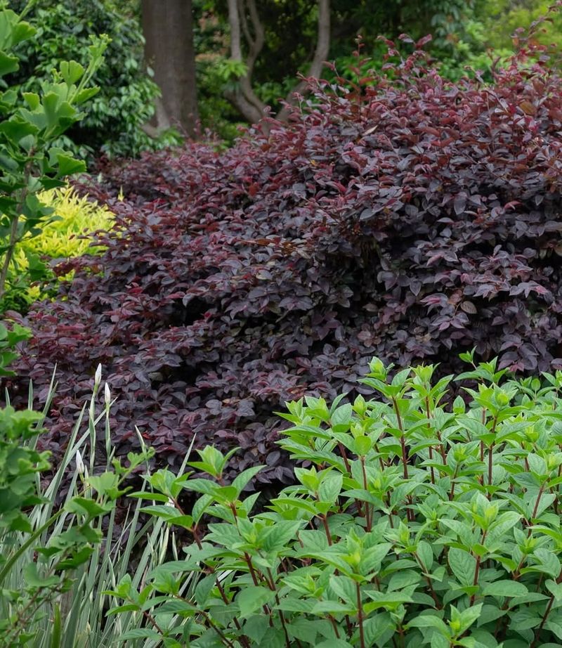 Loropetalum Grows Dense With Year-Round Foliage
