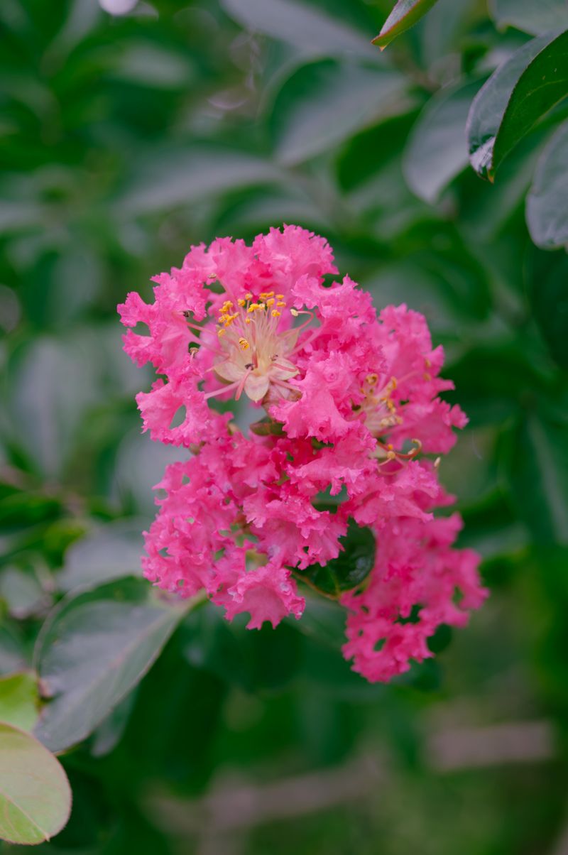 Crape Myrtle