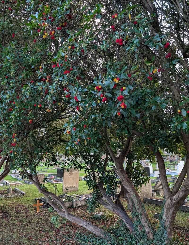 Strawberry Tree