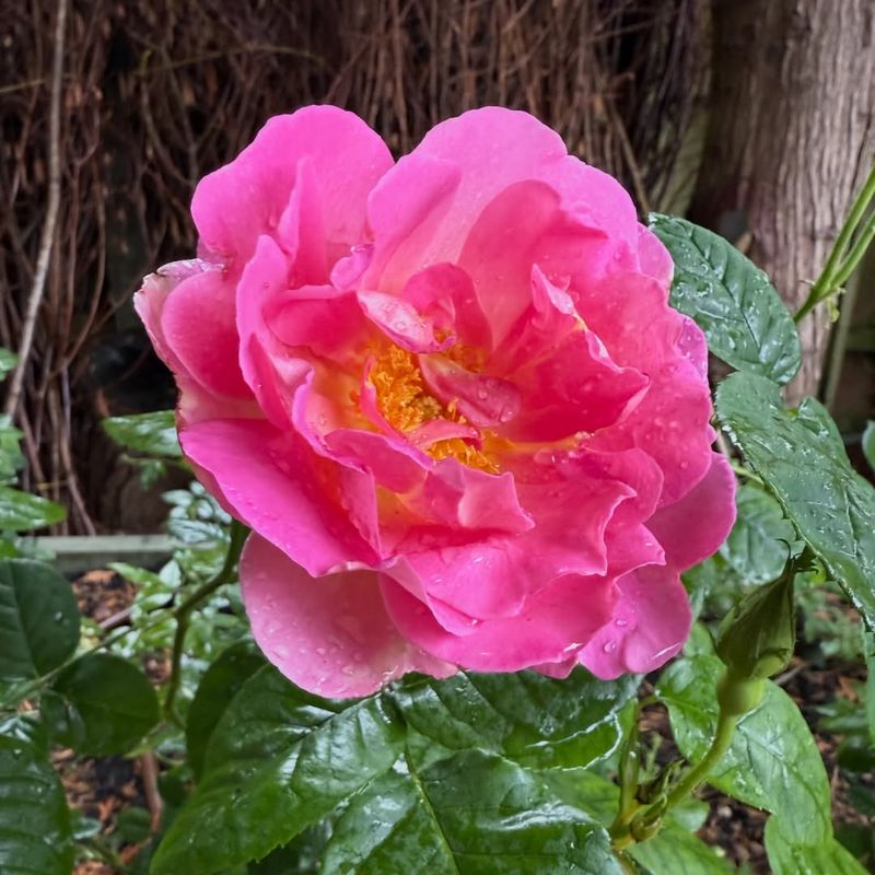 Spring-Blooming Shrub Roses For Healthier Growth
