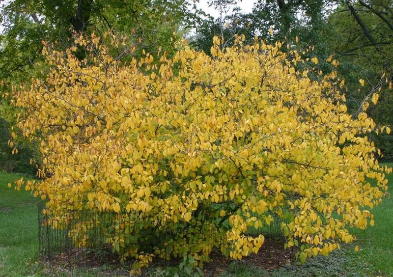 Spicebush Known For Fragrance And Butterfly Support