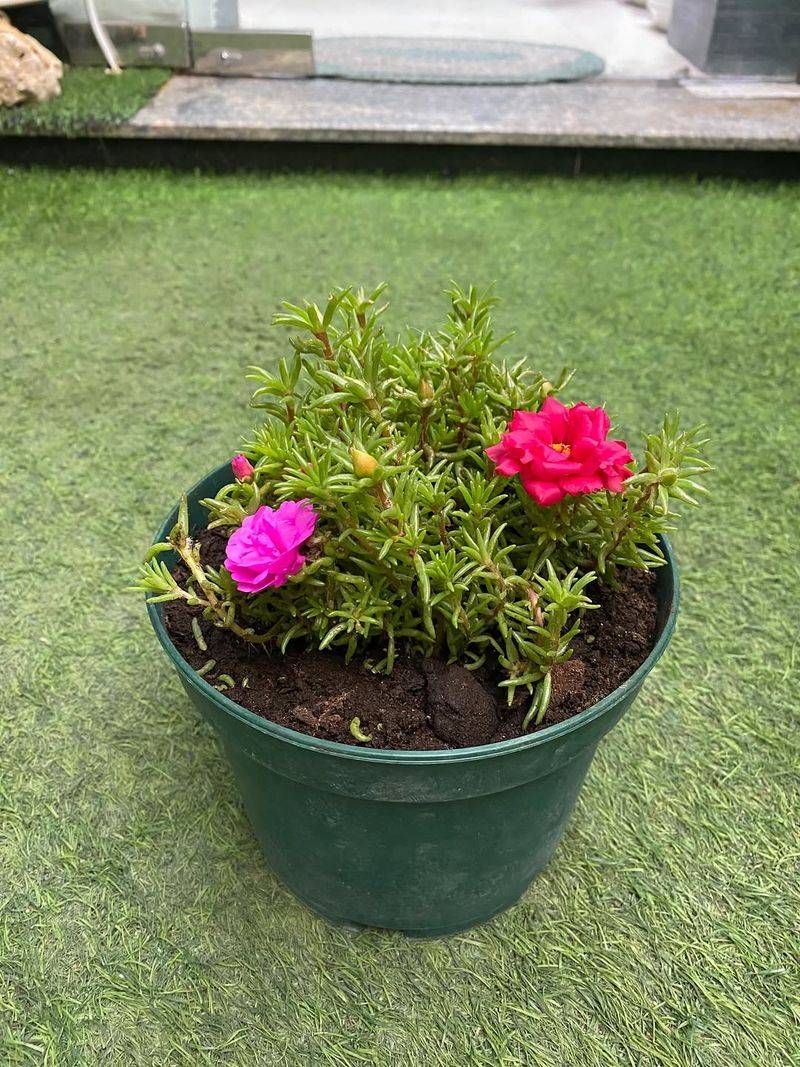 Portulaca