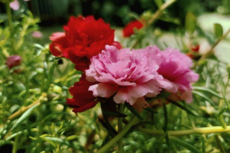 Portulaca / Moss Rose 