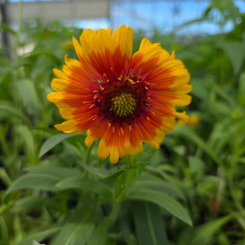 Blanket Flower
