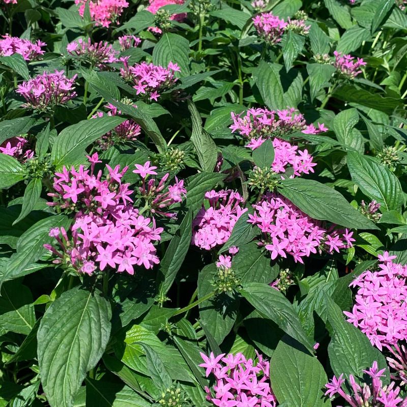 Pentas (Pentas Lanceolata)