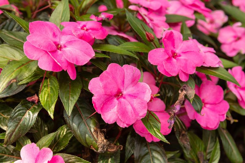 Impatiens Struggle In Florida's Humid Summers