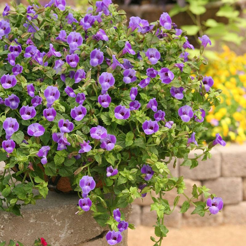 Torenia For Bright Color In Partial Shade