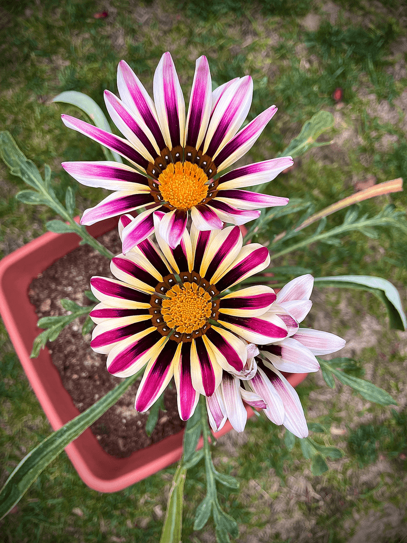 Gazania Shines With Dazzling Color In Full Sun