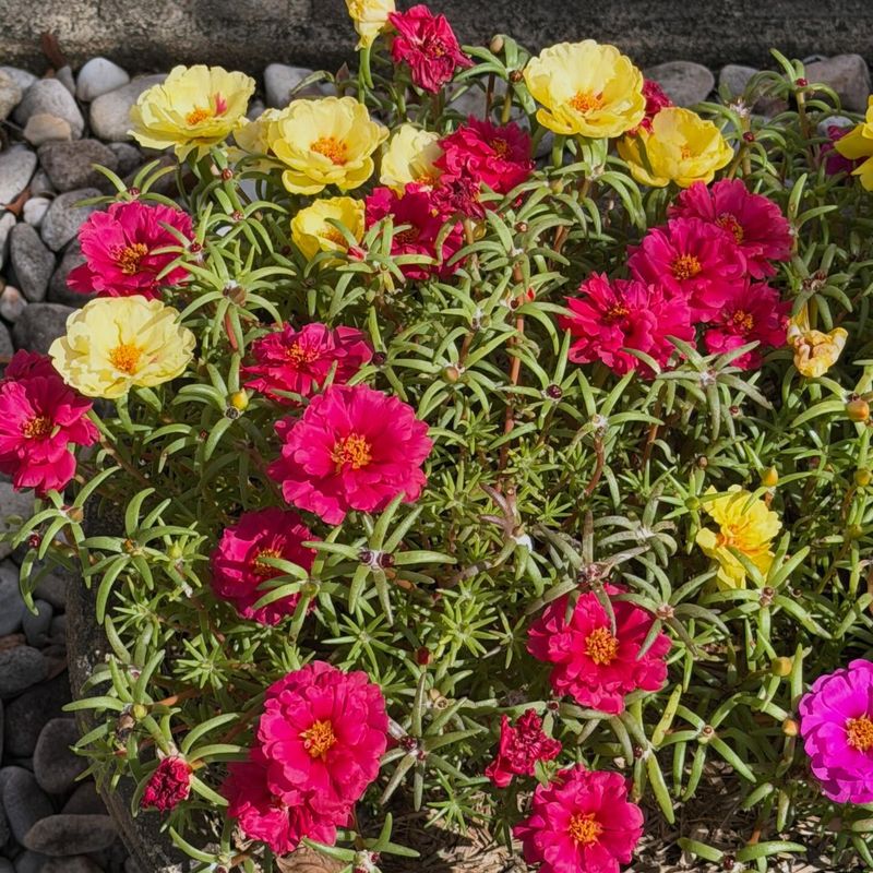 Moss Rose Opens Daily Flowers In Intense Sun