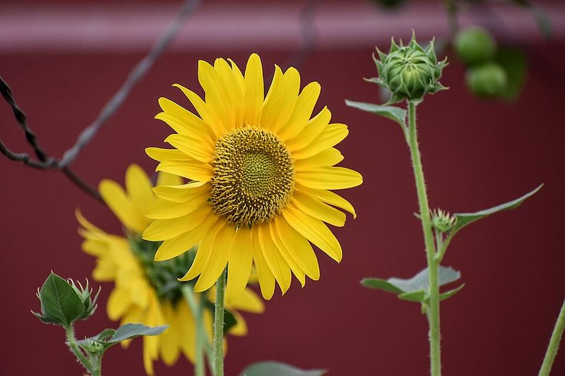 Sunflower Creates Tall Cheerful Blooms That Attract Pollinators