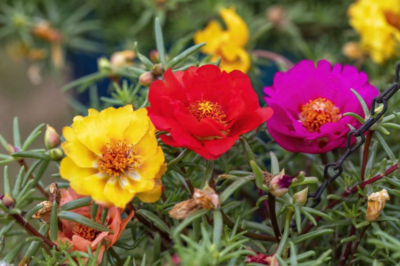 Moss Rose (Portulaca) Low Grower With Bright Blooms