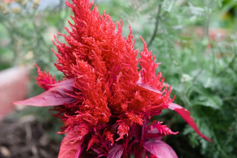 Celosia Adding Fiery Texture And Unique Form