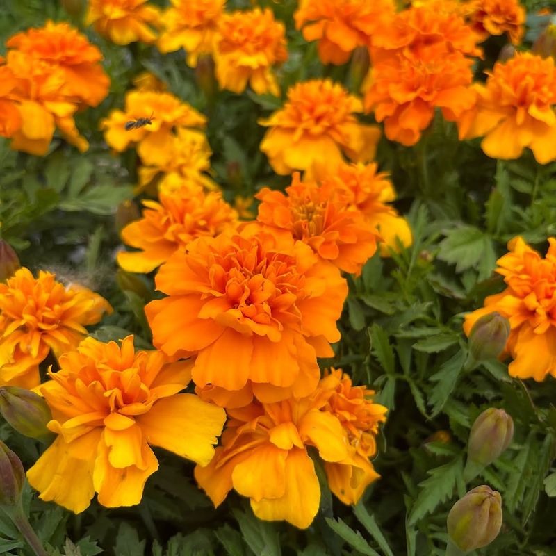 Marigolds