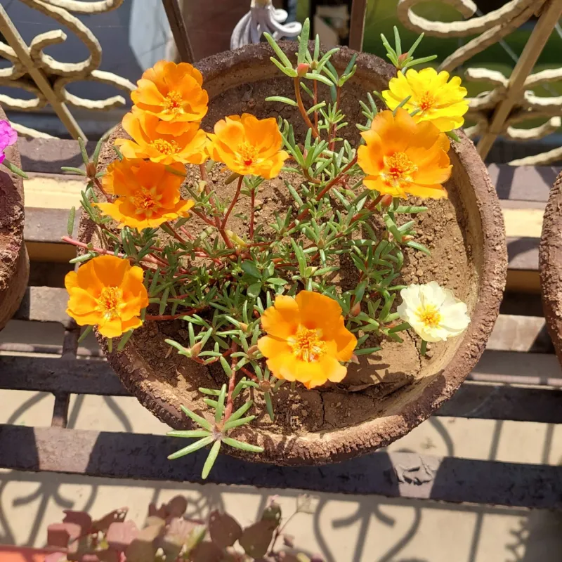 Moss Rose Opens Flowers Daily In Strong Sun