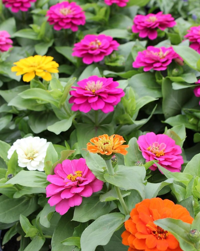 Zinnia For Fast Summer Blooms