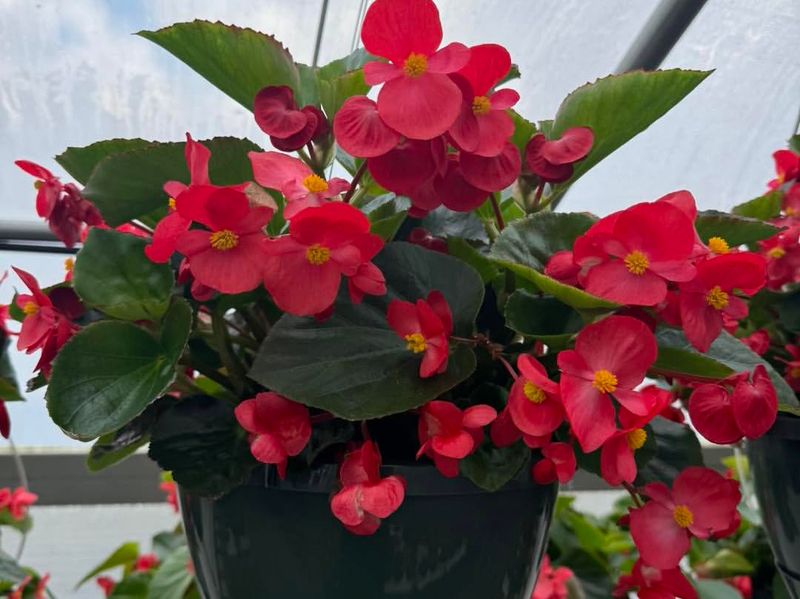 Wax Begonia That Adds Soft Reliable Color