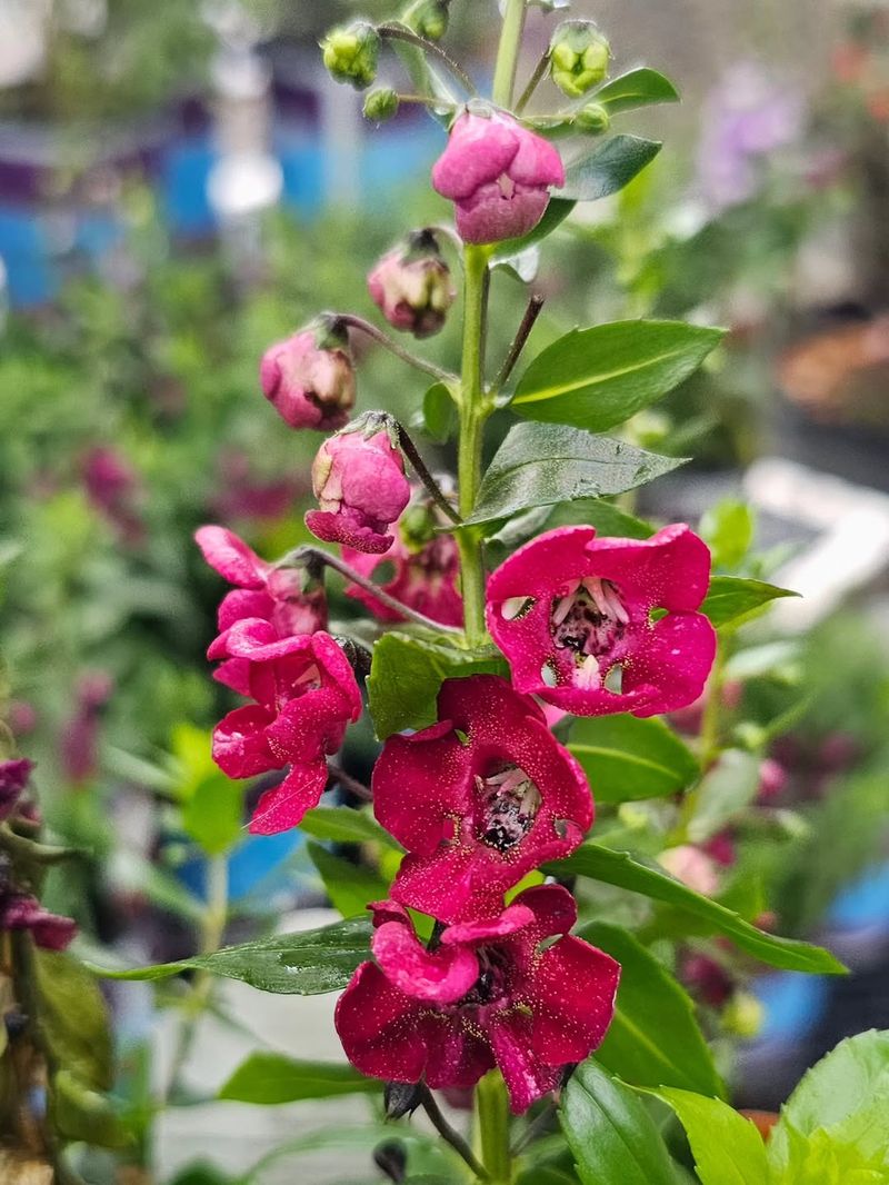Angelonia Performs Well In Pots With Strong Sun Exposure