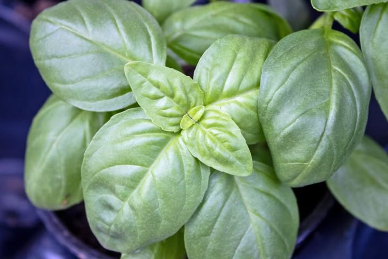 Basil Fast Growth Before Intense Heat Hits