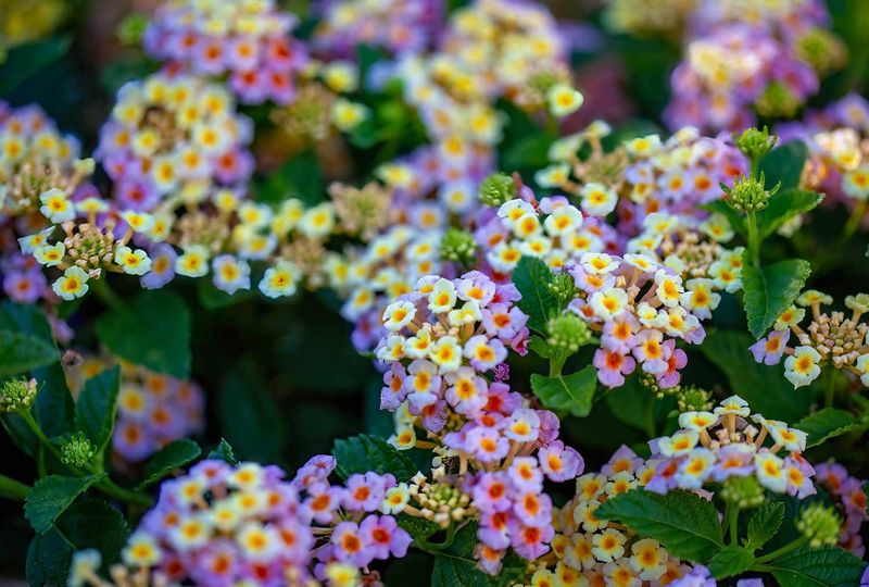 Lantana