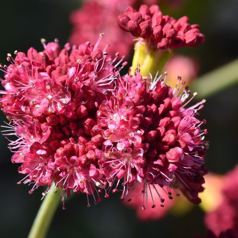 Red-Flowered Buckwheat With Long-Lasting Color