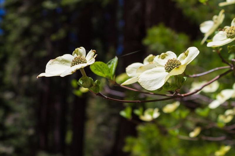 Pacific Dogwood