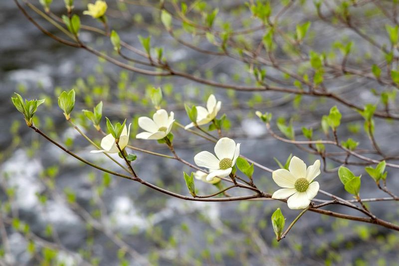 Pacific Dogwood