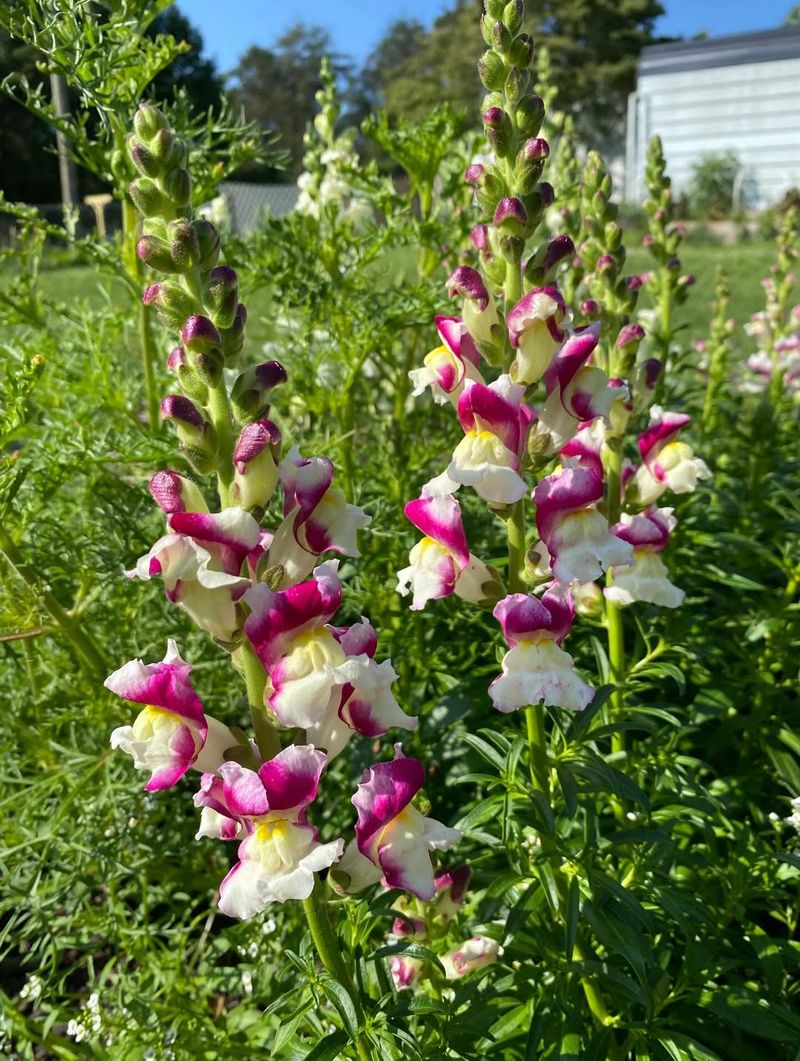 Snapdragons