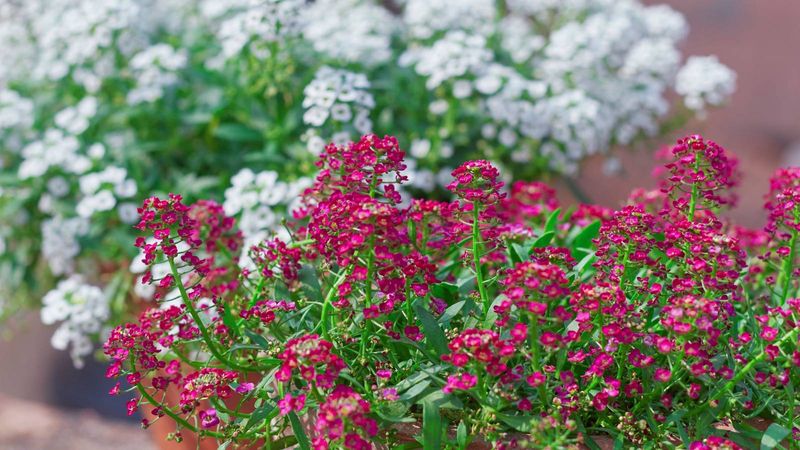Osteospermum And Sweet Alyssum Bring On The Wow