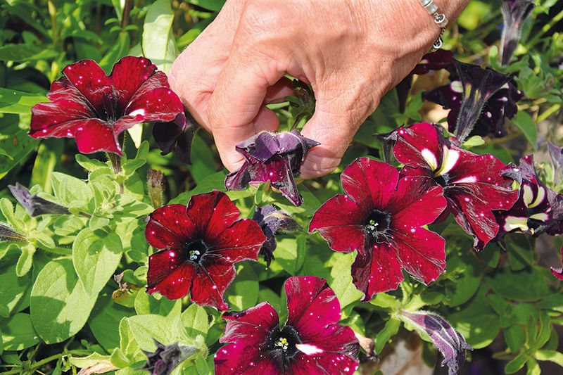 Petunias Bloom Better With Regular Trimming