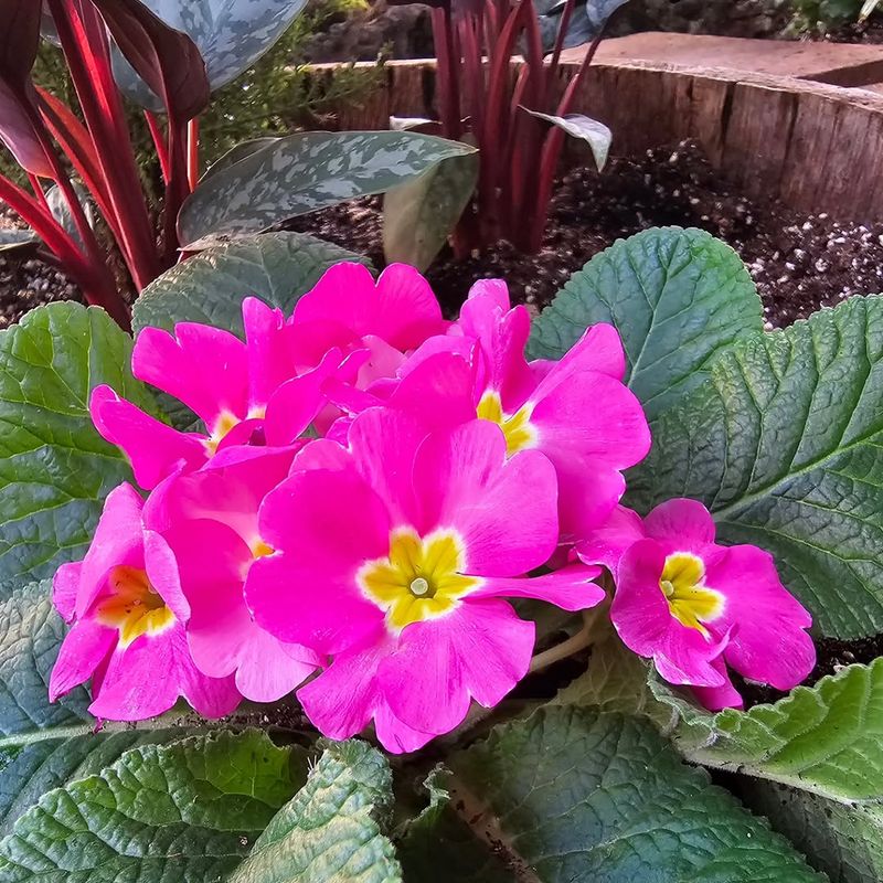 Primroses