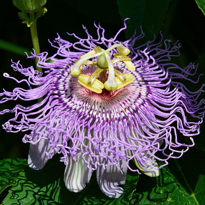 Maypop Brings An Unusual Tropical Look In Summer