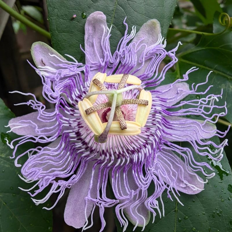 Purple Passionflower (Passiflora Incarnata)