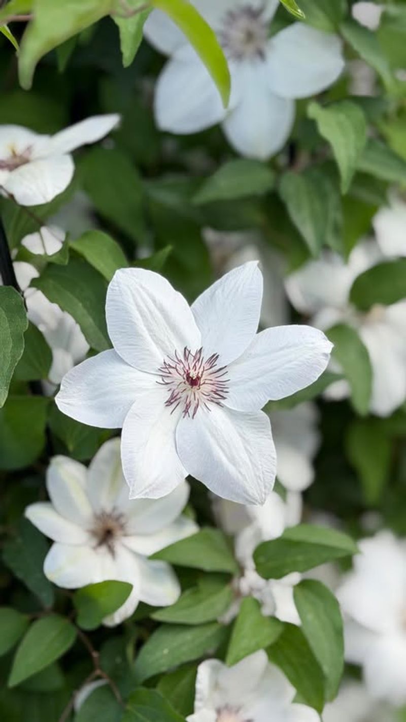 White Clematis Hybrids (Clematis spp.)