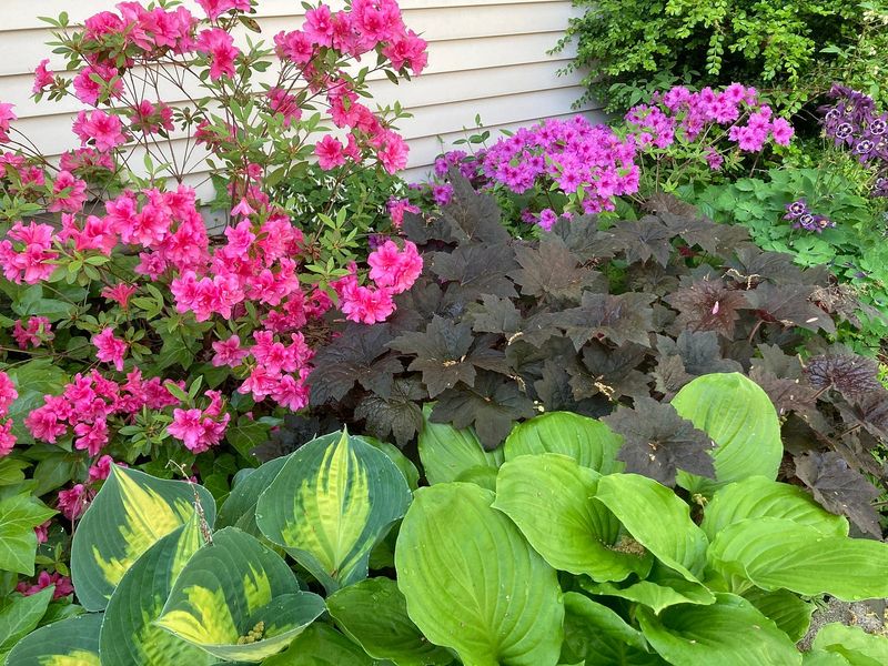 Azaleas And Hostas