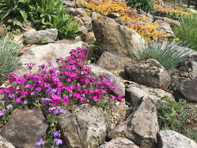 Creeping Phlox And Rock Cress