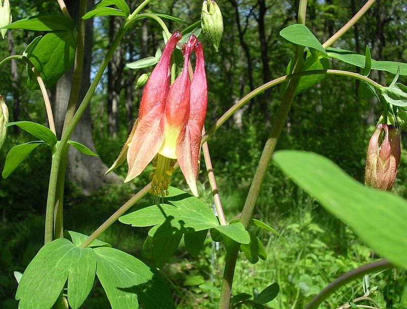 Wild Columbine Thrives In Both Sun And Light Shade