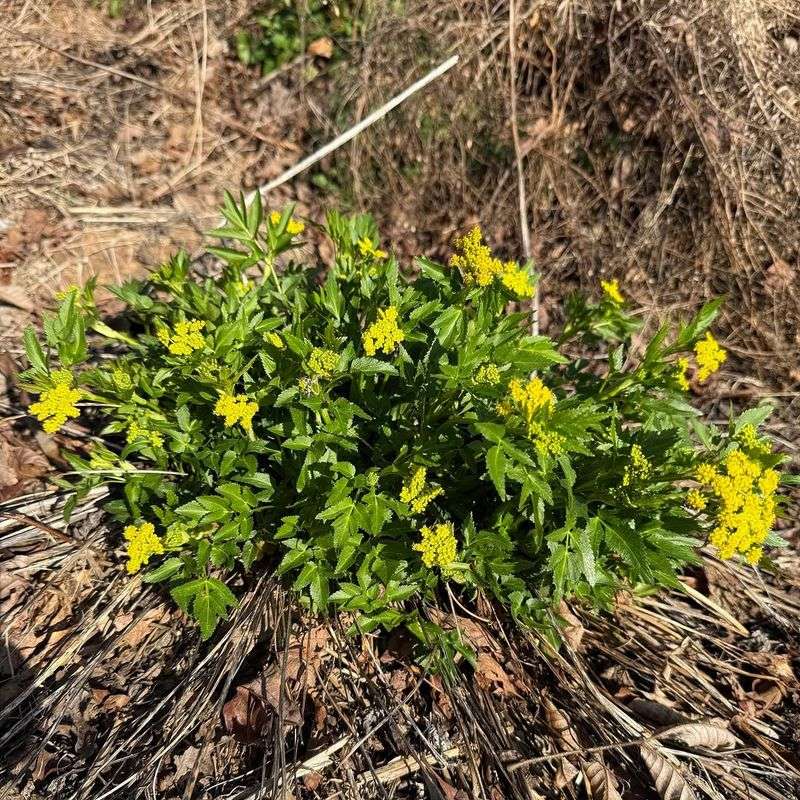 Golden Alexanders (Zizia Aurea)