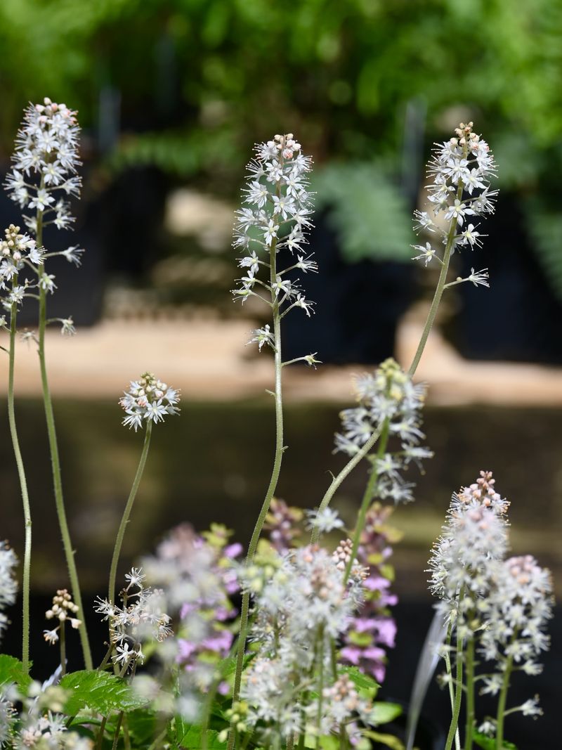 Foamflower (Tiarella Cordifolia)