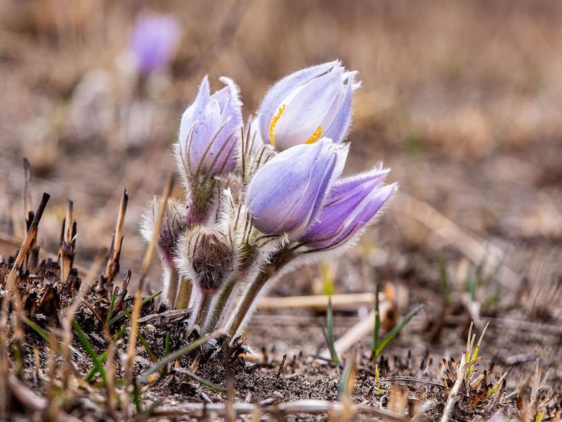 Pasque Flower (Pulsatilla patens)