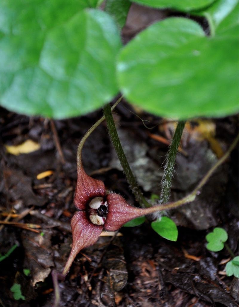 Wild Ginger (Asarum canadense)