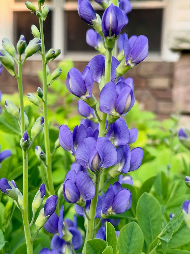 Blue Wild Indigo With Bold Vertical Blooms