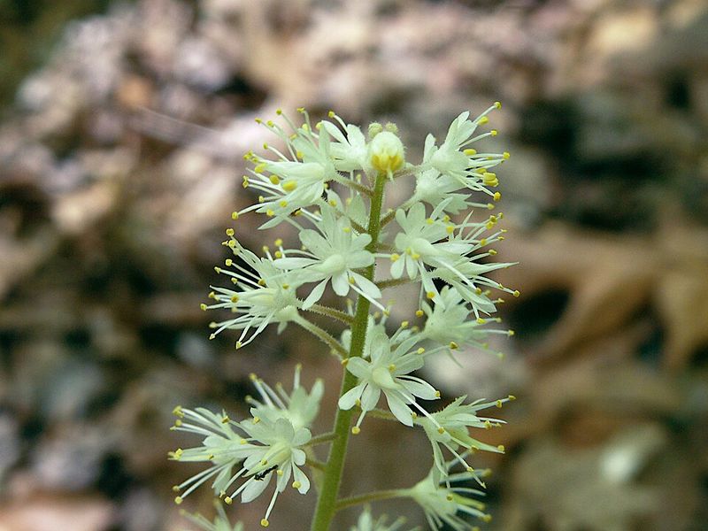 Foamflower Keeps Woodland Soil Moist And Shaded
