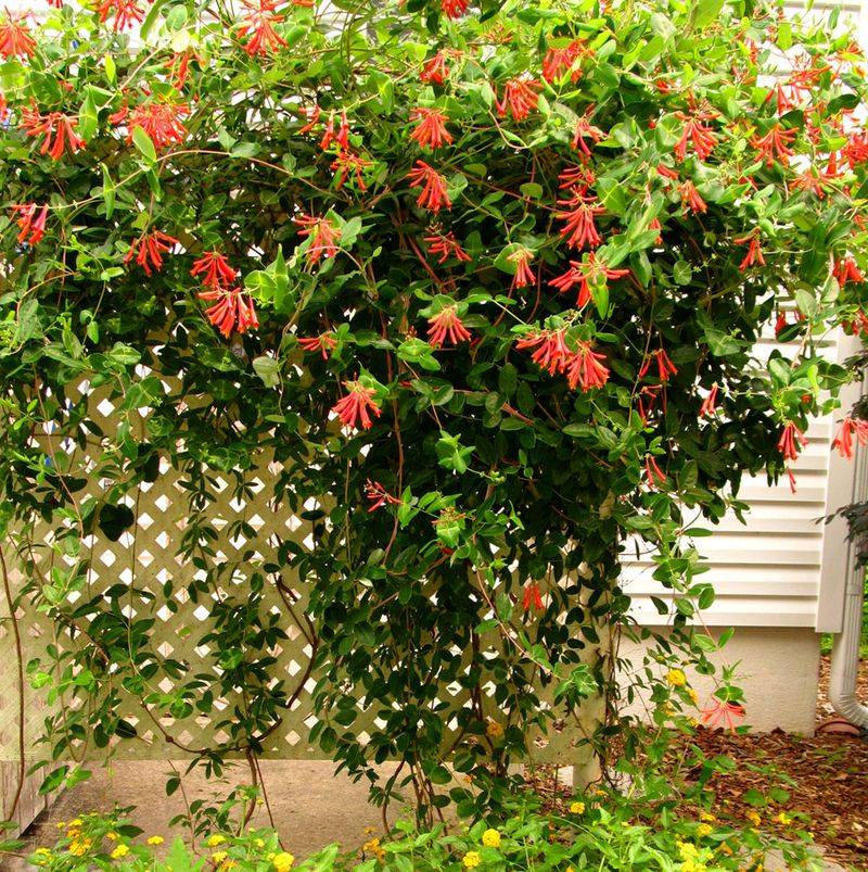 Coral Honeysuckle Adds Color And Wildlife Value