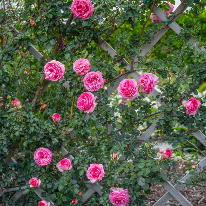 Climbing Roses Add Structure And Seasonal Blooms